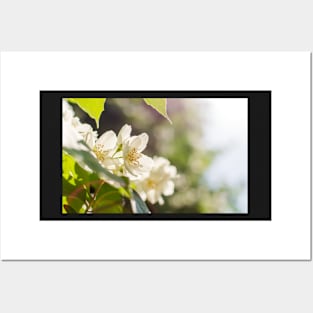 Sweet mock-orange (Philadelphus coronarius) flowers Posters and Art